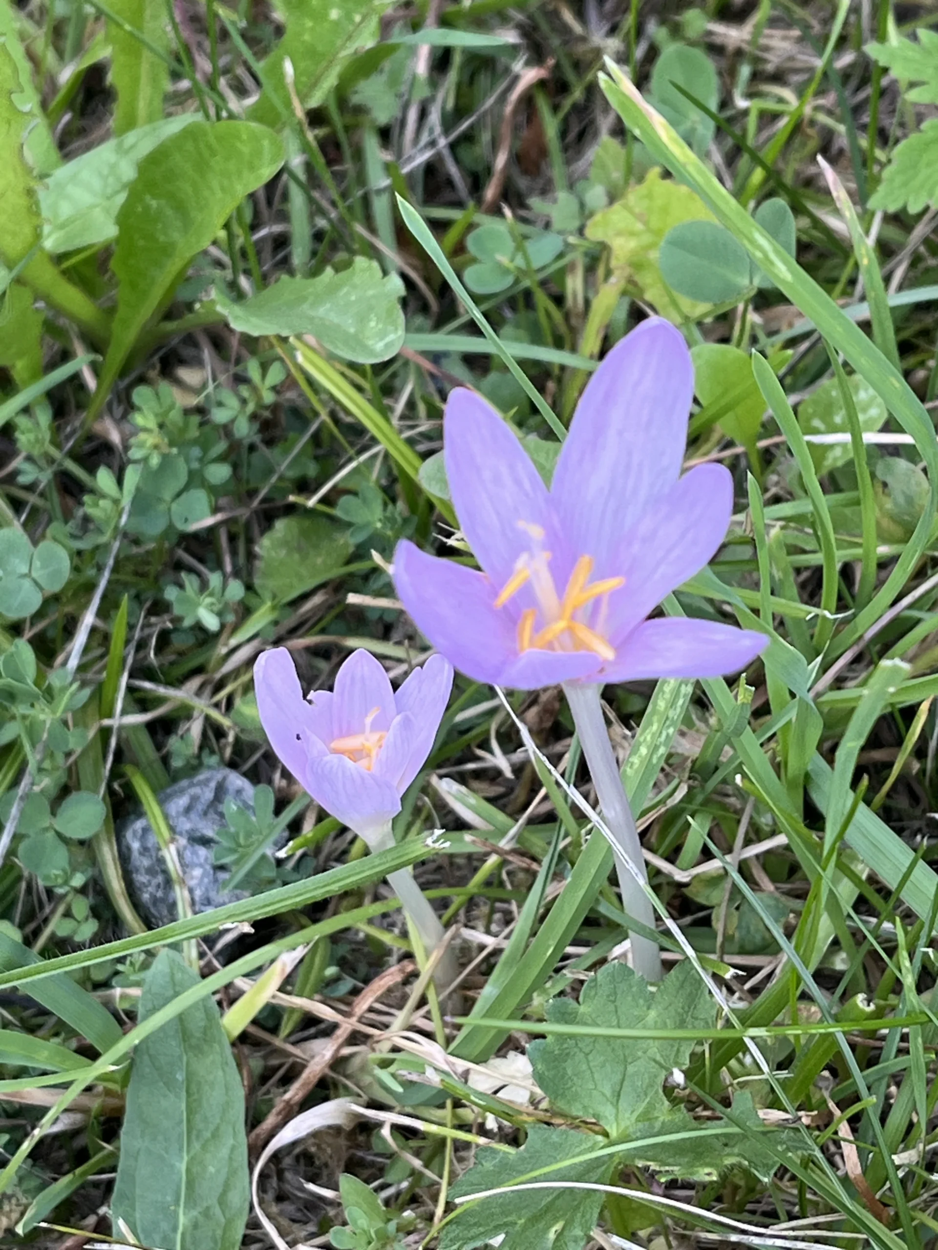 Blüten auf den Wiesen in Arosa